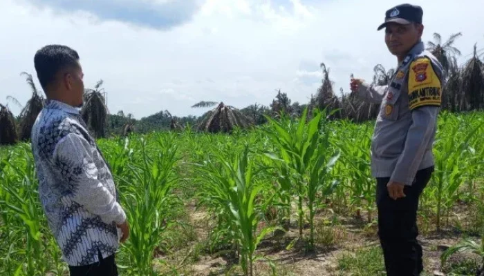 Dukung Ketahanan Pangan, Polsek Kandis Dampingi Petani Jagung di Siak