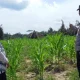 Dukung Ketahanan Pangan, Polsek Kandis Dampingi Petani Jagung di Siak
