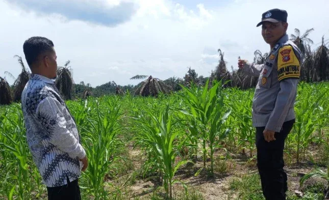 Dukung Ketahanan Pangan, Polsek Kandis Dampingi Petani Jagung di Siak.