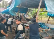Polres Kampar Bongkar Arena Sabung Ayam Berkedok Lomba Nasional, Belasan Barang Bukti Disita