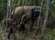 Teknologi GPS Collar Dipasang di Gajah Liar Tesso Nilo, Cegah Konflik Manusia dan Satwa