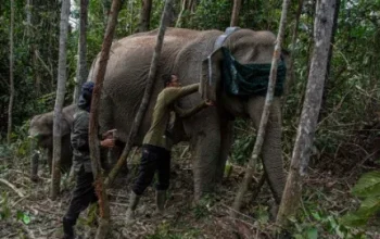 Teknologi GPS Collar Dipasang di Gajah Liar Tesso Nilo, Cegah Konflik Manusia dan Satwa
