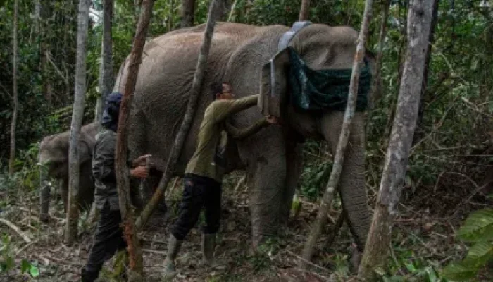 Teknologi GPS Collar Dipasang di Gajah Liar Tesso Nilo, Cegah Konflik Manusia dan Satwa