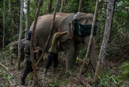 Teknologi GPS Collar Dipasang di Gajah Liar Tesso Nilo, Cegah Konflik Manusia dan Satwa