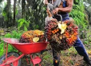 Wamenlu Arif Havas: Standar Sawit Harus Universal, Bukan Menguntungkan Satu Kawasan