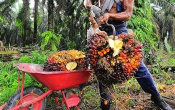 Wamenlu Arif Havas: Standar Sawit Harus Universal, Bukan Menguntungkan Satu Kawasan