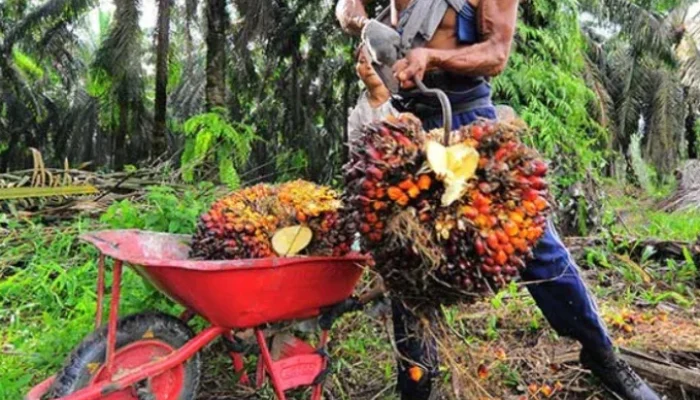 Harga TBS Sawit Plasma Riau Turun, Kernel Anjlok Jadi Pemicu Utama