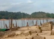Permukaan Waduk Koto Panjang Menyusut Ekstrem, Puing Kampung Lama Bermunculan