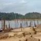 Permukaan Waduk Koto Panjang Menyusut Ekstrem, Puing Kampung Lama Bermunculan