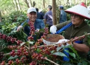 Kebangkitan Kopi Arabika Ijen: Replanting 1.300 Ha Dongkrak Produksi & Ekspor