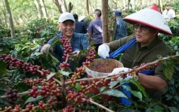 Kebangkitan Kopi Arabika Ijen: Replanting 1.300 Ha Dongkrak Produksi & Ekspor