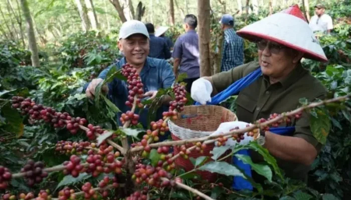 Kebangkitan Kopi Arabika Ijen: Replanting 1.300 Ha Dongkrak Produksi & Ekspor