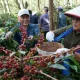 Kebangkitan Kopi Arabika Ijen: Replanting 1.300 Ha Dongkrak Produksi & Ekspor