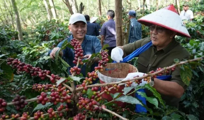 Kebangkitan Kopi Arabika Ijen: Replanting 1.300 Ha Dongkrak Produksi & Ekspor