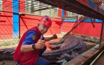 Buaya Raksasa 5,7 Meter di Inhil Masih Dirawat, Luka Ikatan Tali Alami Infeksi