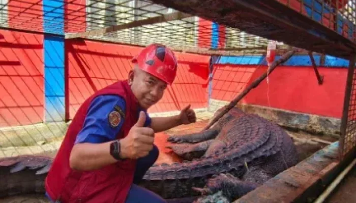 Buaya Raksasa 5,7 Meter di Inhil Masih Dirawat, Luka Ikatan Tali Alami Infeksi