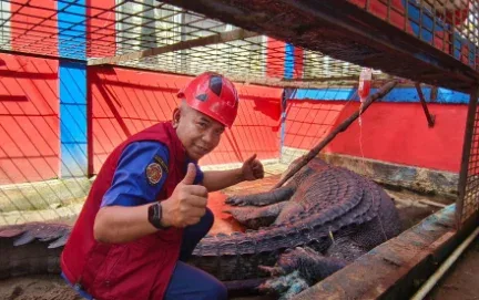 Buaya Raksasa 5,7 Meter di Inhil Masih Dirawat, Luka Ikatan Tali Alami Infeksi