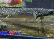 Palmas, Ikan Naga Air yang Jadi Primadona Pembawa Hoki di Meranti