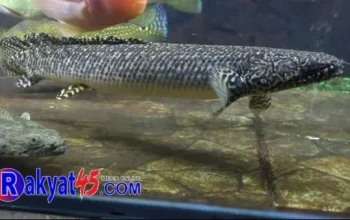 Palmas, Ikan Naga Air yang Jadi Primadona Pembawa Hoki di Meranti