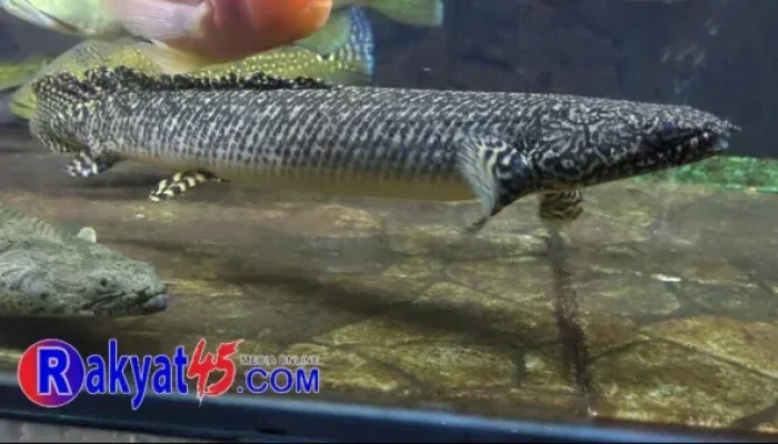 Palmas, Ikan Naga Air yang Jadi Primadona Pembawa Hoki di Meranti