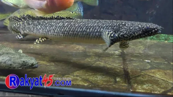 Palmas, Ikan Naga Air yang Jadi Primadona Pembawa Hoki di Meranti