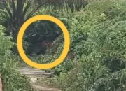 Harimau Sumatra Muncul di Jalan Lintas Siak–Buton, Warga Mempura Heboh