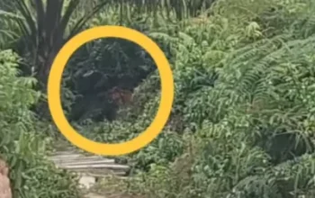 Harimau Sumatra Muncul di Jalan Lintas Siak–Buton, Warga Mempura Heboh