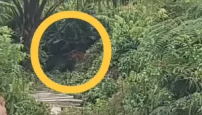 Harimau Sumatra Muncul di Jalan Lintas Siak–Buton, Warga Mempura Heboh