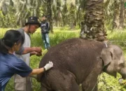 Kematian Mendadak Bayi Gajah Laila di Riau Diselidiki, BBKSDA Kirim Sampel Organ ke Laboratorium