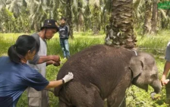 Kematian Mendadak Bayi Gajah Laila di Riau Diselidiki, BBKSDA Kirim Sampel Organ ke Laboratorium