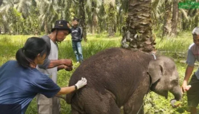 Kematian Mendadak Bayi Gajah Laila di Riau Diselidiki, BBKSDA Kirim Sampel Organ ke Laboratorium