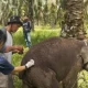 Kematian Mendadak Bayi Gajah Laila di Riau Diselidiki, BBKSDA Kirim Sampel Organ ke Laboratorium