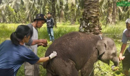 Kematian Mendadak Bayi Gajah Laila di Riau Diselidiki, BBKSDA Kirim Sampel Organ ke Laboratorium