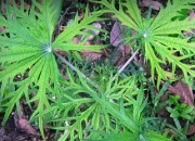 Nias Perkuat Pelestarian Obat Tradisional yang Mulai Tergerus