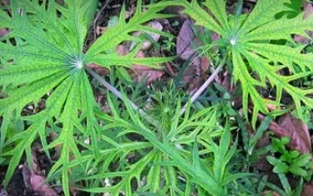 Nias Perkuat Pelestarian Obat Tradisional yang Mulai Tergerus