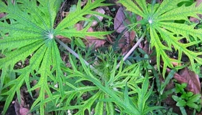 Nias Perkuat Pelestarian Obat Tradisional yang Mulai Tergerus