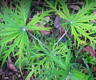 Nias Perkuat Pelestarian Obat Tradisional yang Mulai Tergerus