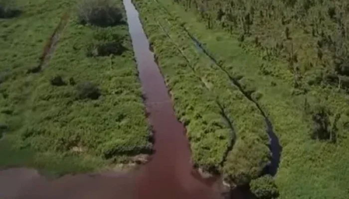Dua Kali Ikan Mati Massal di Sungai Sering, Warga Pelalawan Desak Pemerintah Umumkan Hasil Uji Limbah