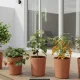 5 Buah yang Mudah Ditanam di Pot, Cocok untuk Pekarangan Rumah Minimalis