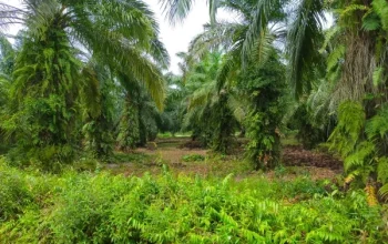 Kesehatan Terancam: Tankos Sawit PT Meskom Mengganggu Warga Pangkalan Batang Barat