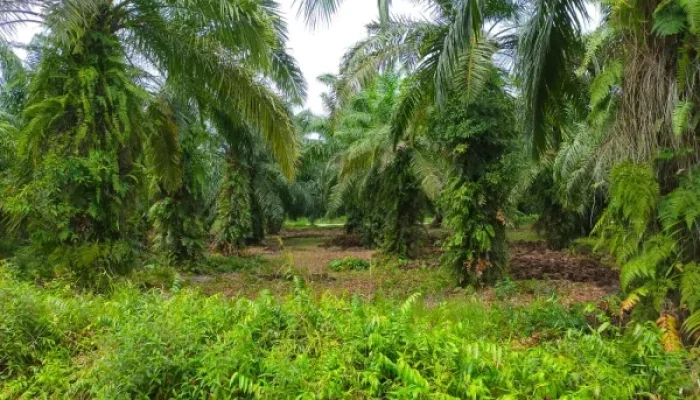 Kesehatan Terancam: Tankos Sawit PT Meskom Mengganggu Warga Pangkalan Batang Barat