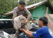 Korban Meninggal Bencana Taput Bertambah Jadi 23 Orang, Delapan Jasad Baru Berhasil Dievakuasi