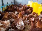 Ayam coklat di peternakan