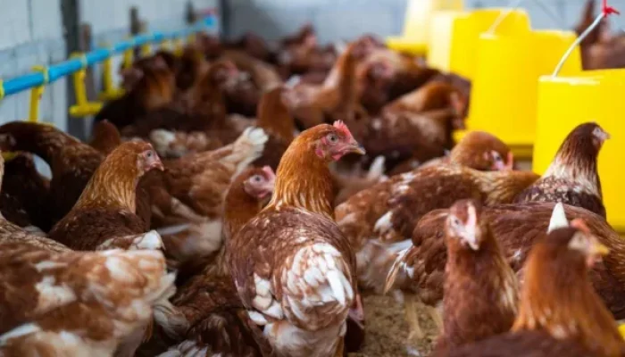 Riau Dipilih Jadi Lokasi Awal Ekosistem Industri Ayam Ras untuk Dukung Program Makan Bergizi Gratis