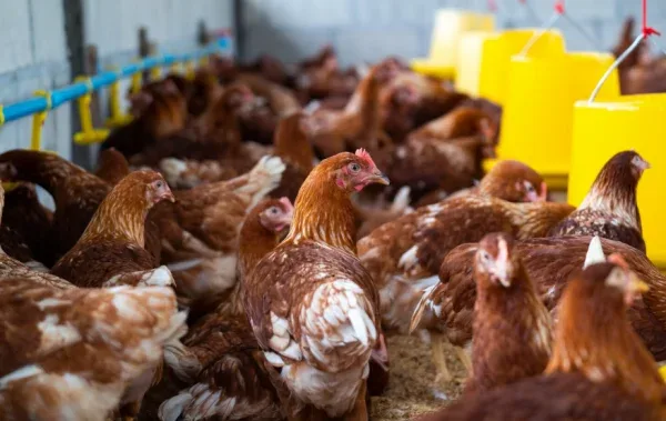 Ayam coklat di peternakan