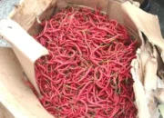 Pemprov Riau Datangkan 2 Ton Cabai Merah dari Sleman, Harga Dijaga Tetap Terjangkau