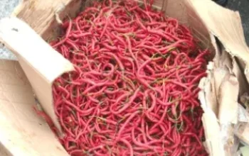 Pemprov Riau Datangkan 2 Ton Cabai Merah dari Sleman, Harga Dijaga Tetap Terjangkau