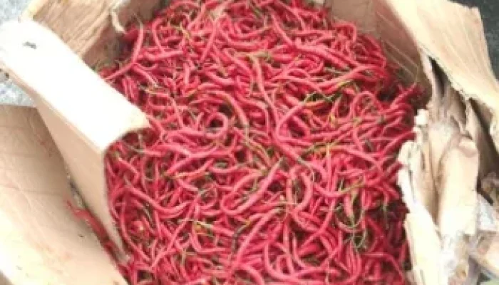 Pemprov Riau Datangkan 2 Ton Cabai Merah dari Sleman, Harga Dijaga Tetap Terjangkau