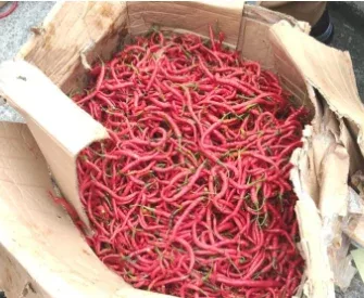 Pemprov Riau Datangkan 2 Ton Cabai Merah dari Sleman, Harga Dijaga Tetap Terjangkau