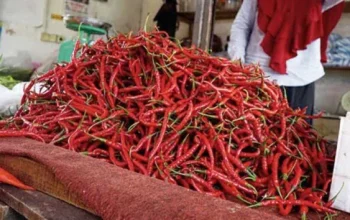 Pasokan Terganggu Akibat Bencana, Harga Cabai di Siak Melonjak Tajam